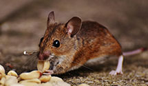 24 Hour & Emergency Exterminators in Linden, PA